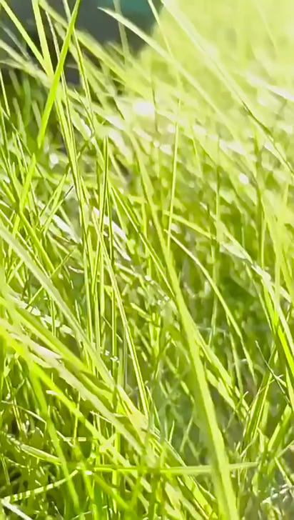 Portable Claw Pooper Scooper